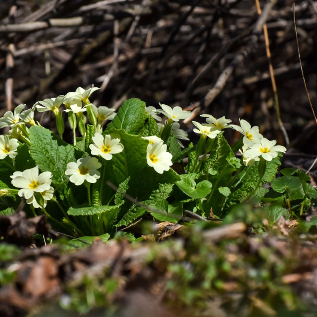 Kääpiöesikko - Primula vulgaris