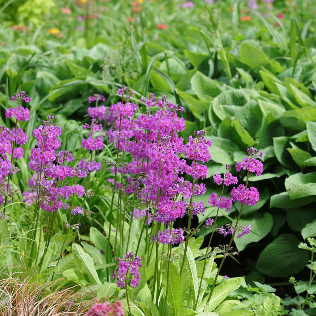 Tuoksuesikko - Primula beesiana