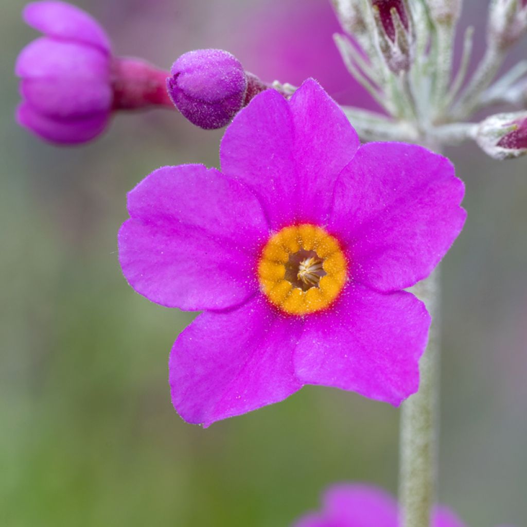 Tuoksuesikko - Primula beesiana