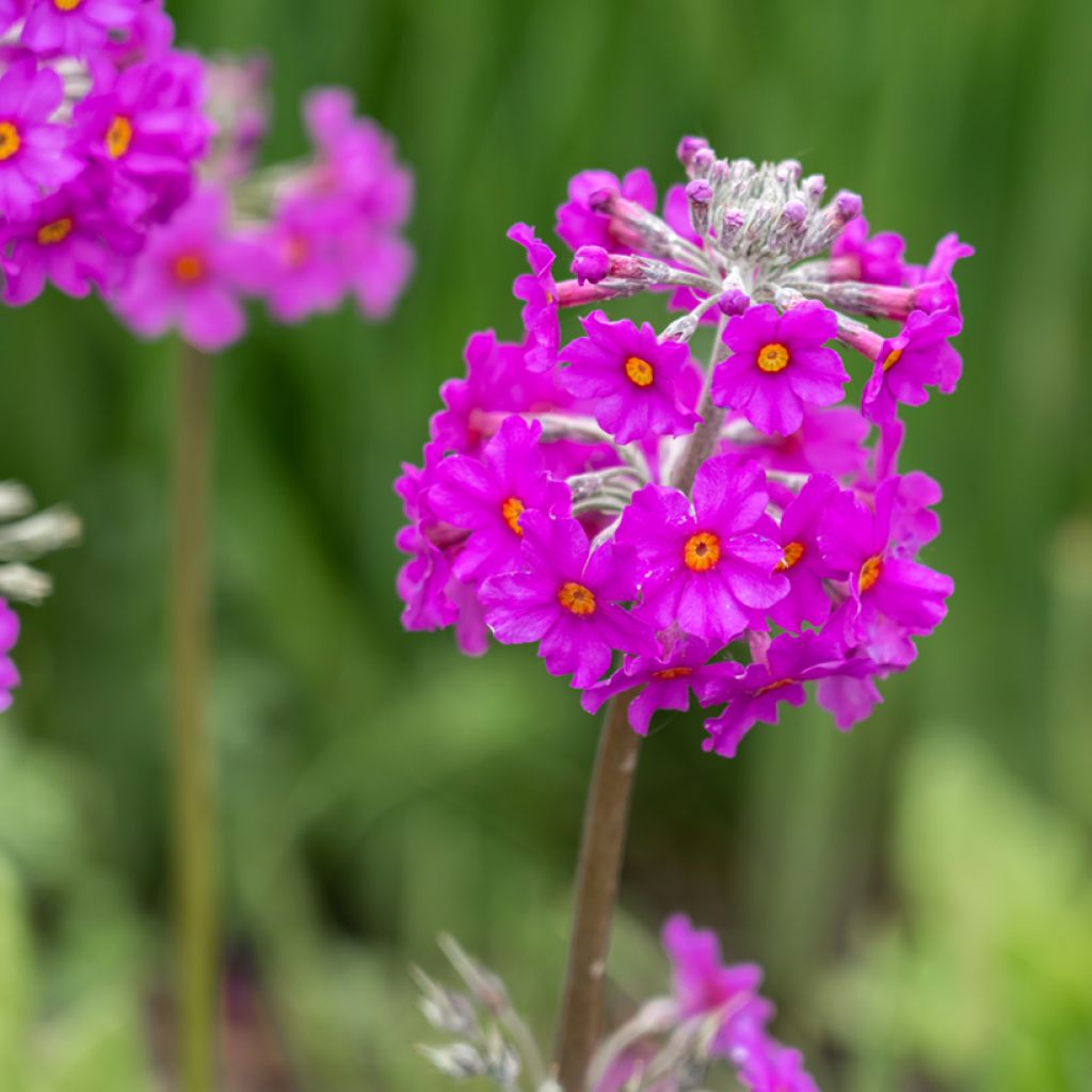 Tuoksuesikko - Primula beesiana