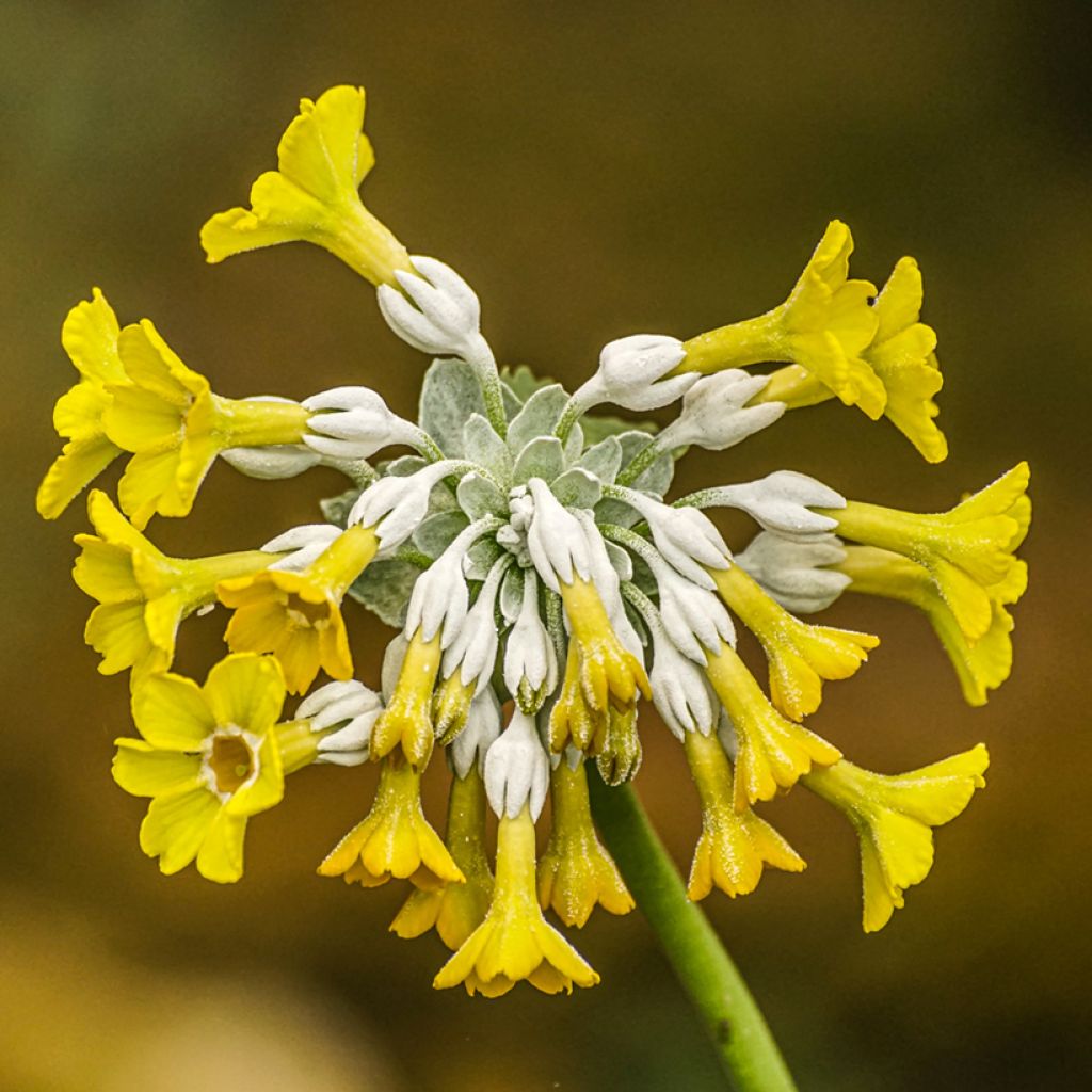 Kesäesikko - Primula florindae