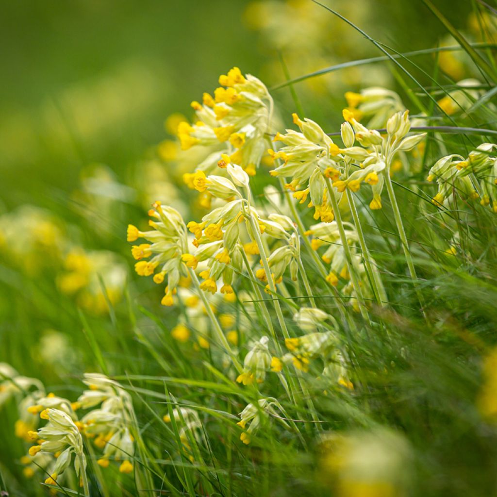 Kevätesikko - Primula veris