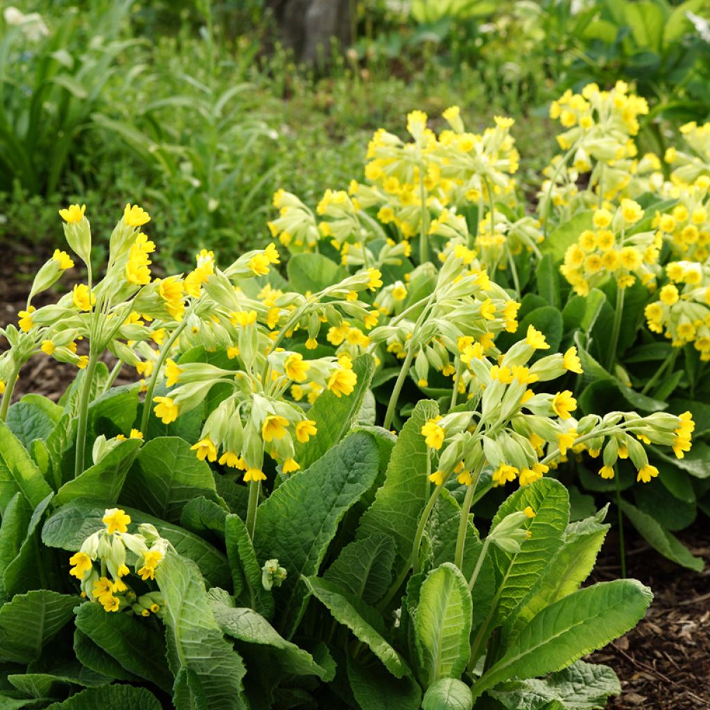Kevätesikko - Primula veris