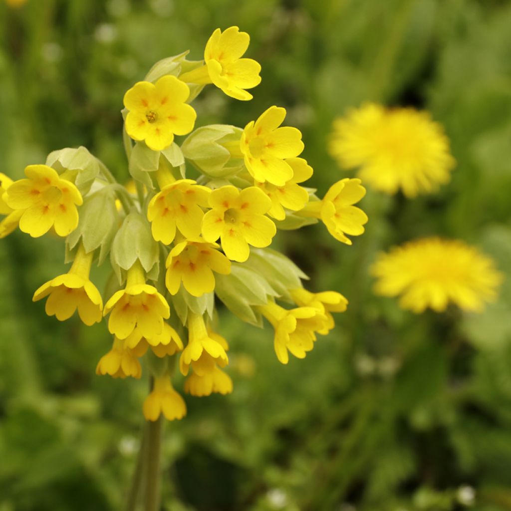 Kevätesikko - Primula veris