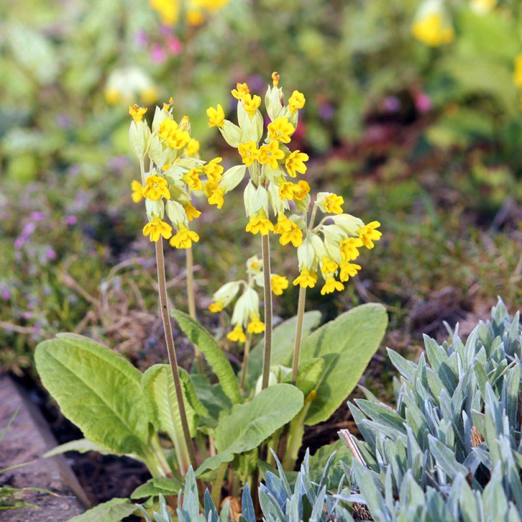 Kevätesikko - Primula veris