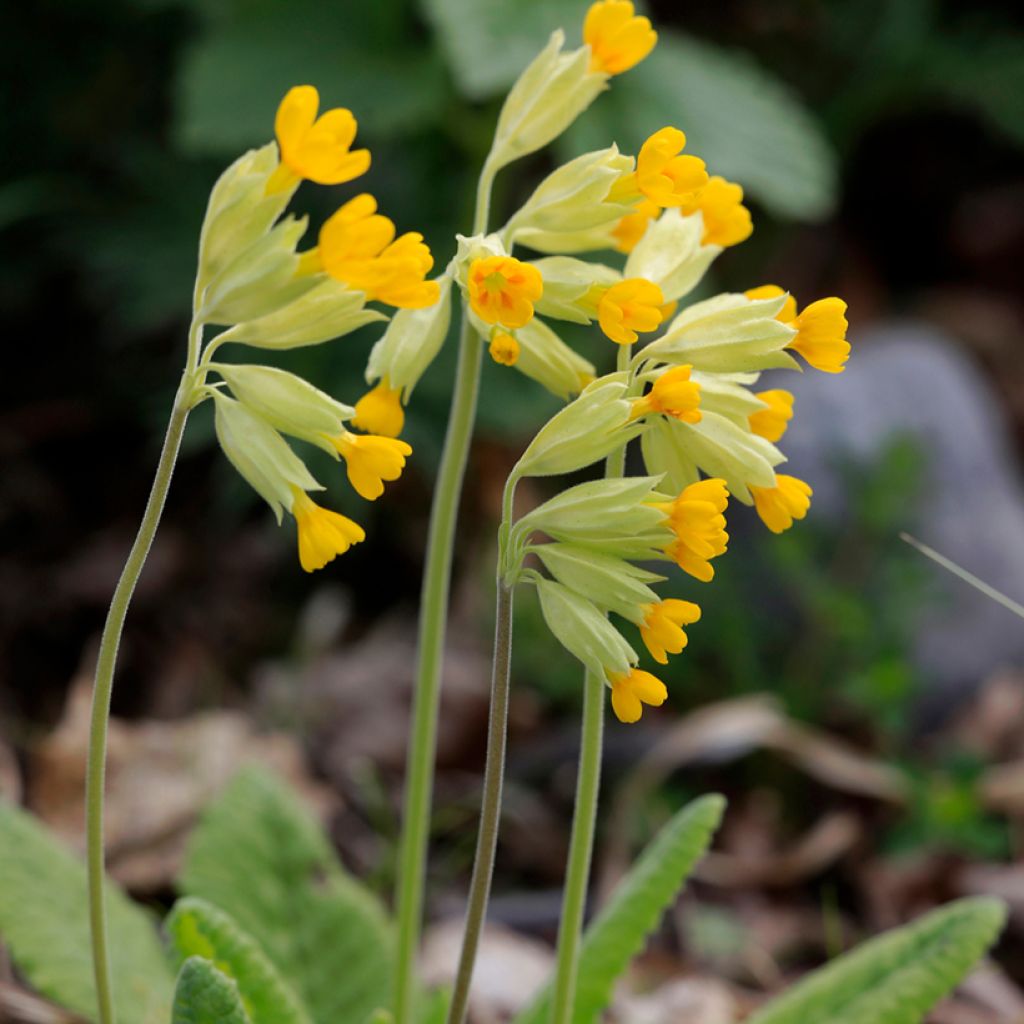 Kevätesikko - Primula veris