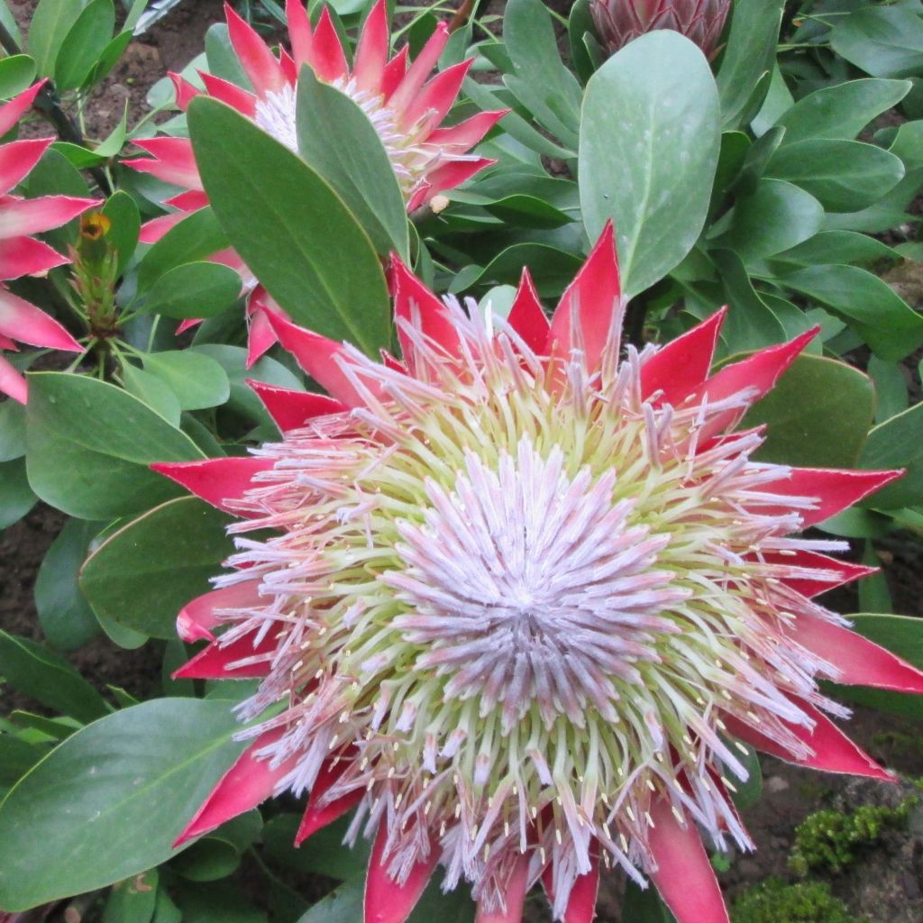 Kuningasprotea Little Prince