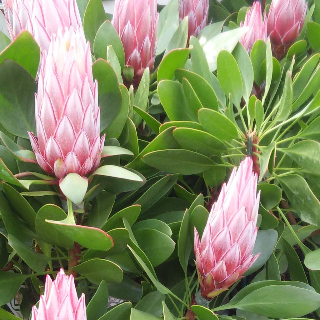 Kuningasprotea Little Prince