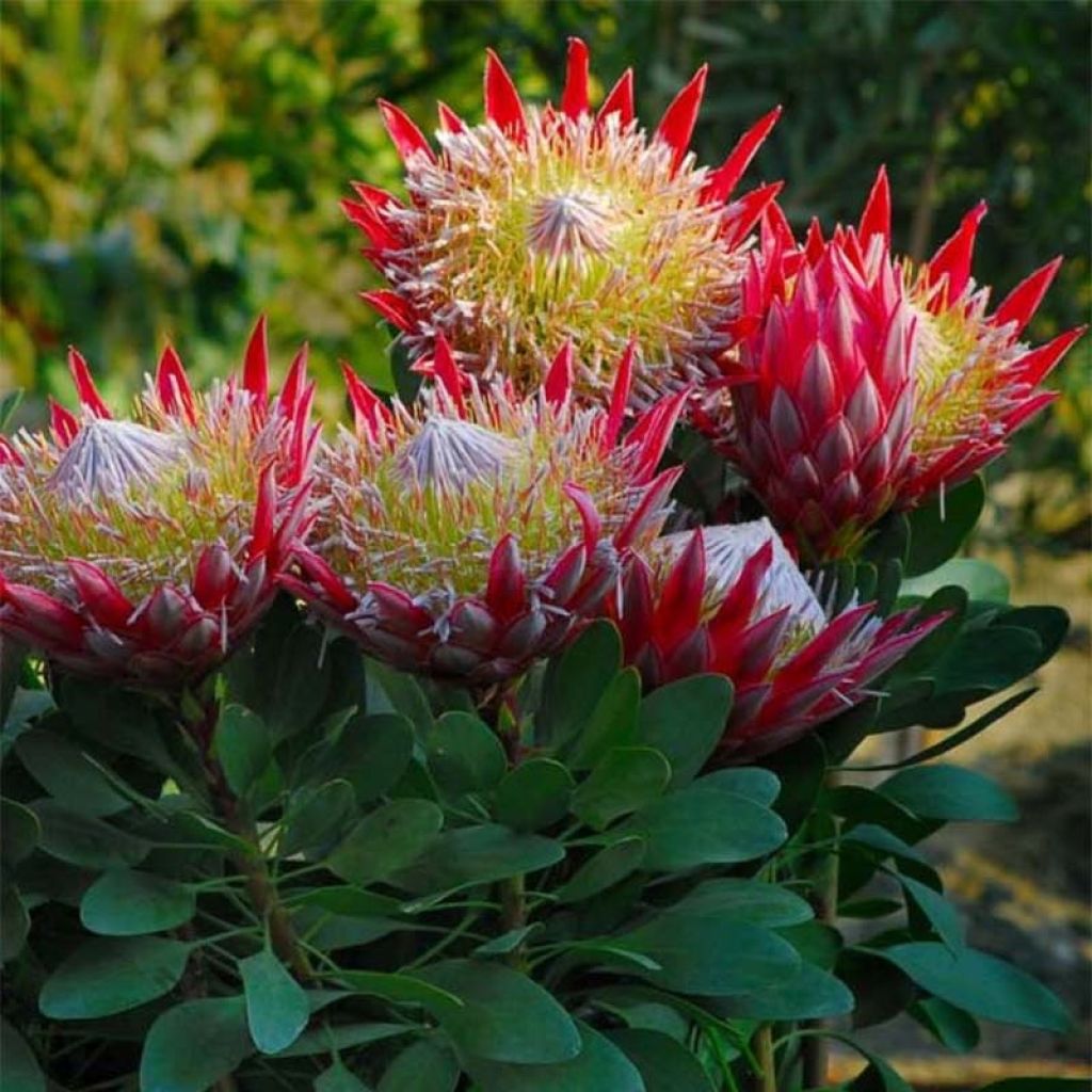 Kuningasprotea Little Prince