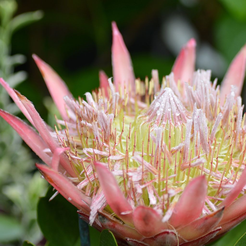 Kuningasprotea Little Prince
