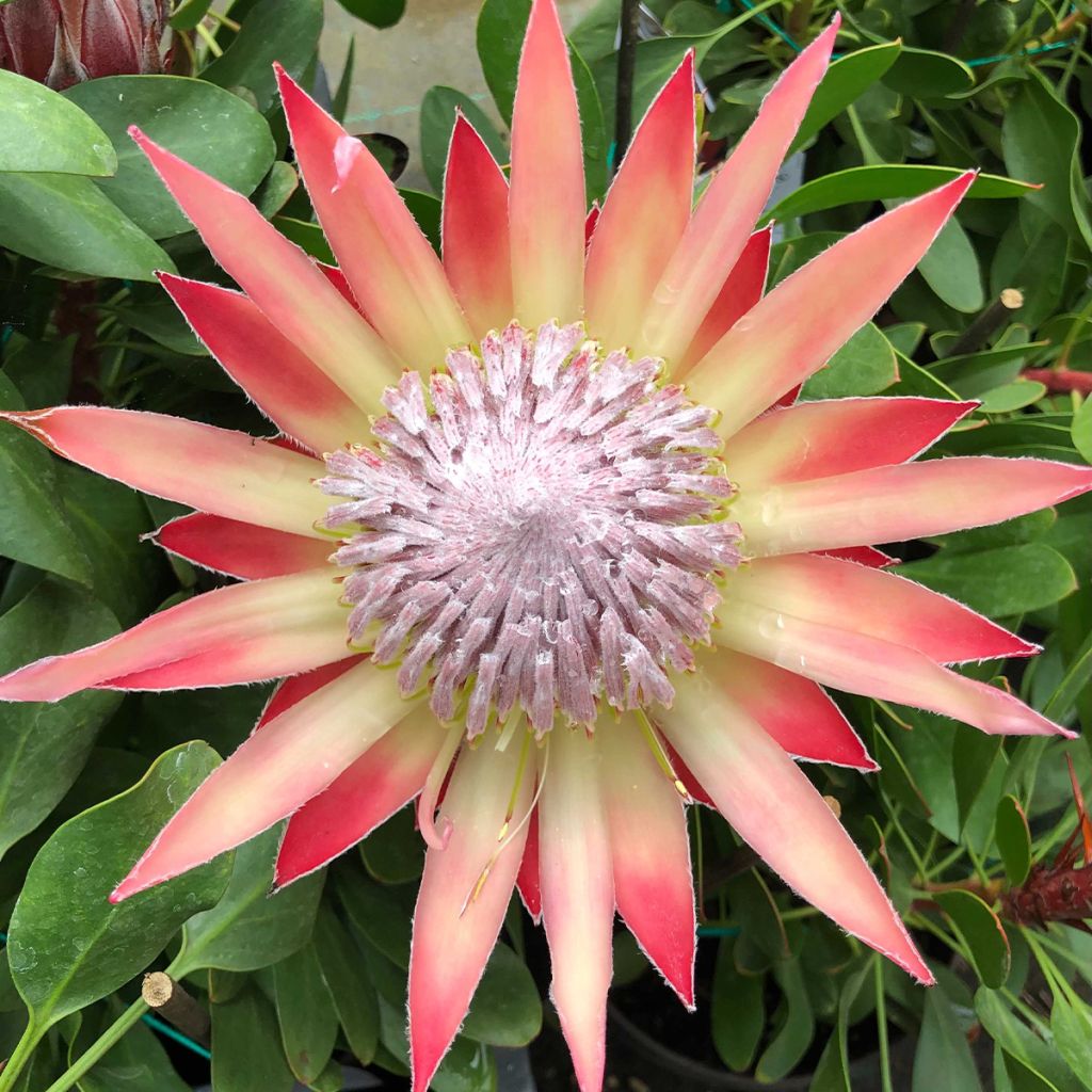 Kuningasprotea Little Prince