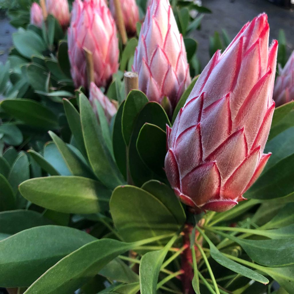 Kuningasprotea Little Prince