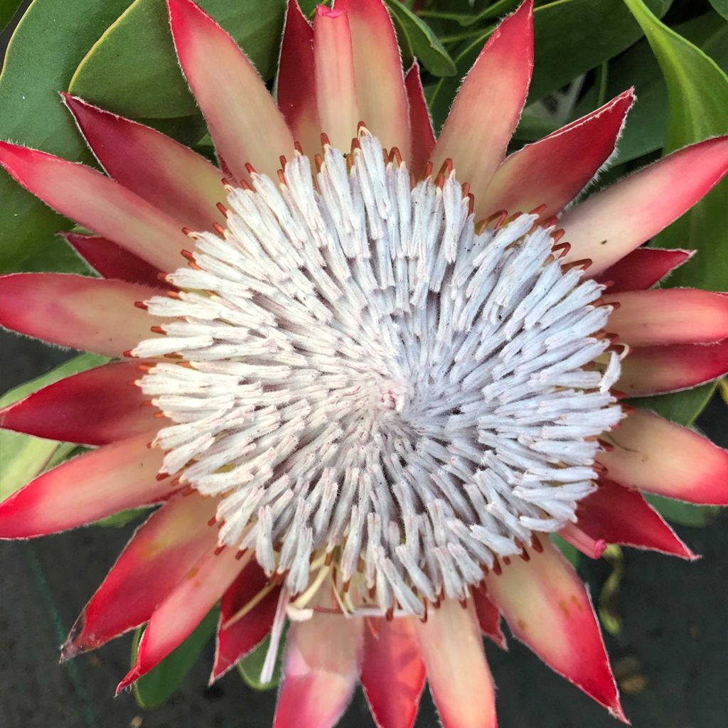 Kuningasprotea Little Prince