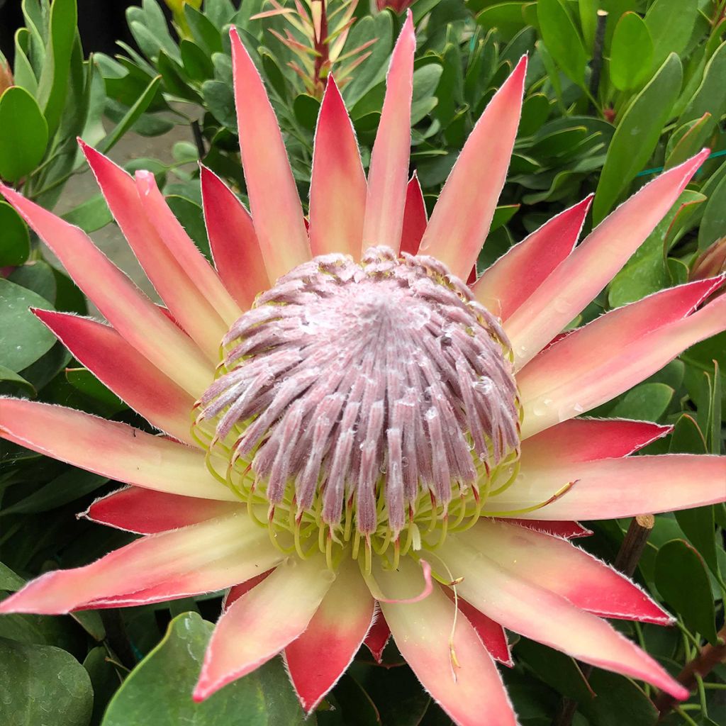 Kuningasprotea Little Prince