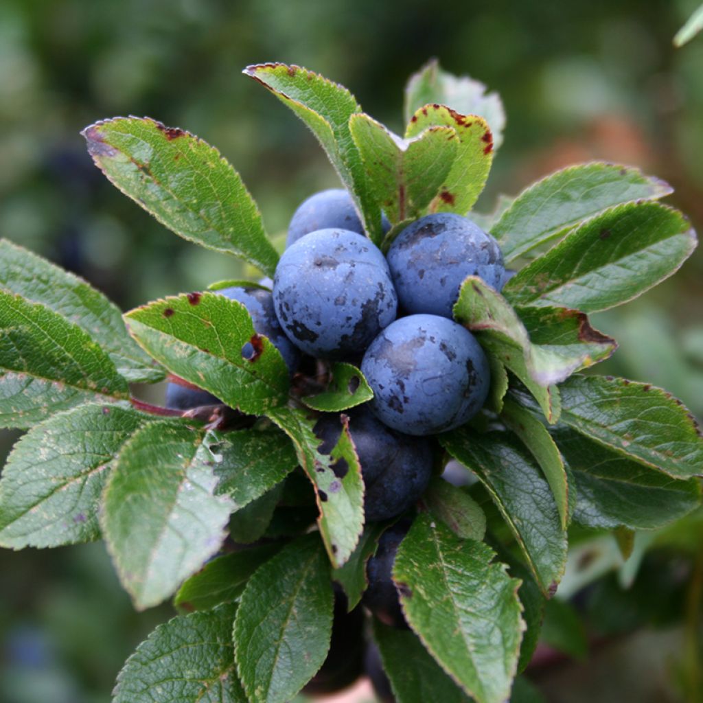 Oratuomi - Prunus spinosa