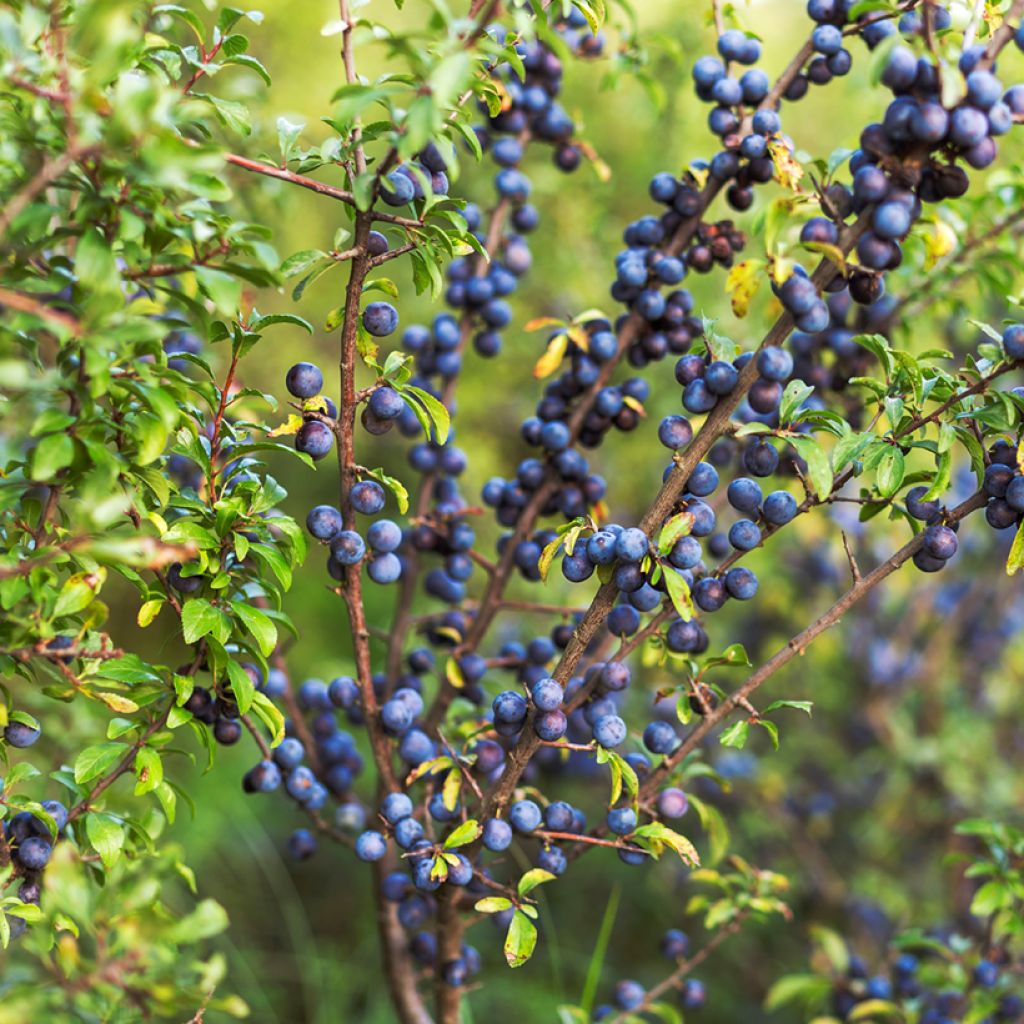 Oratuomi - Prunus spinosa