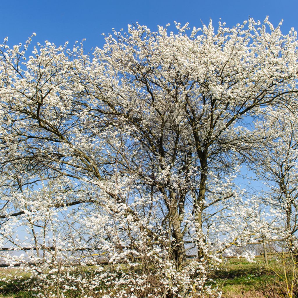 Oratuomi - Prunus spinosa