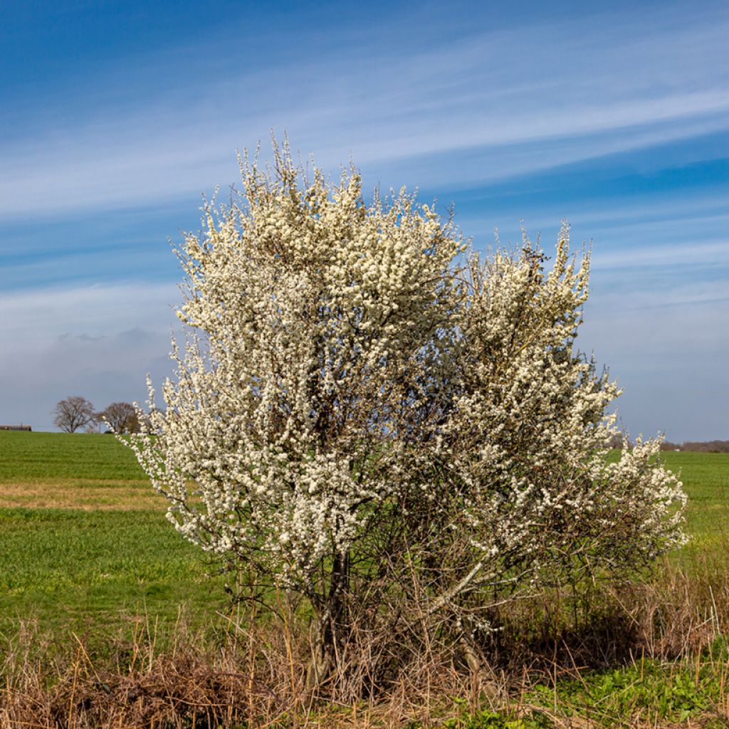 Oratuomi - Prunus spinosa