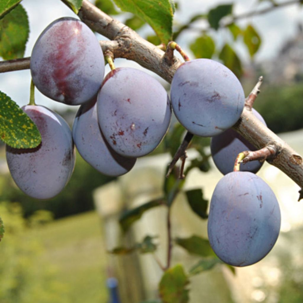 Luumu Quetsche d'Alsace