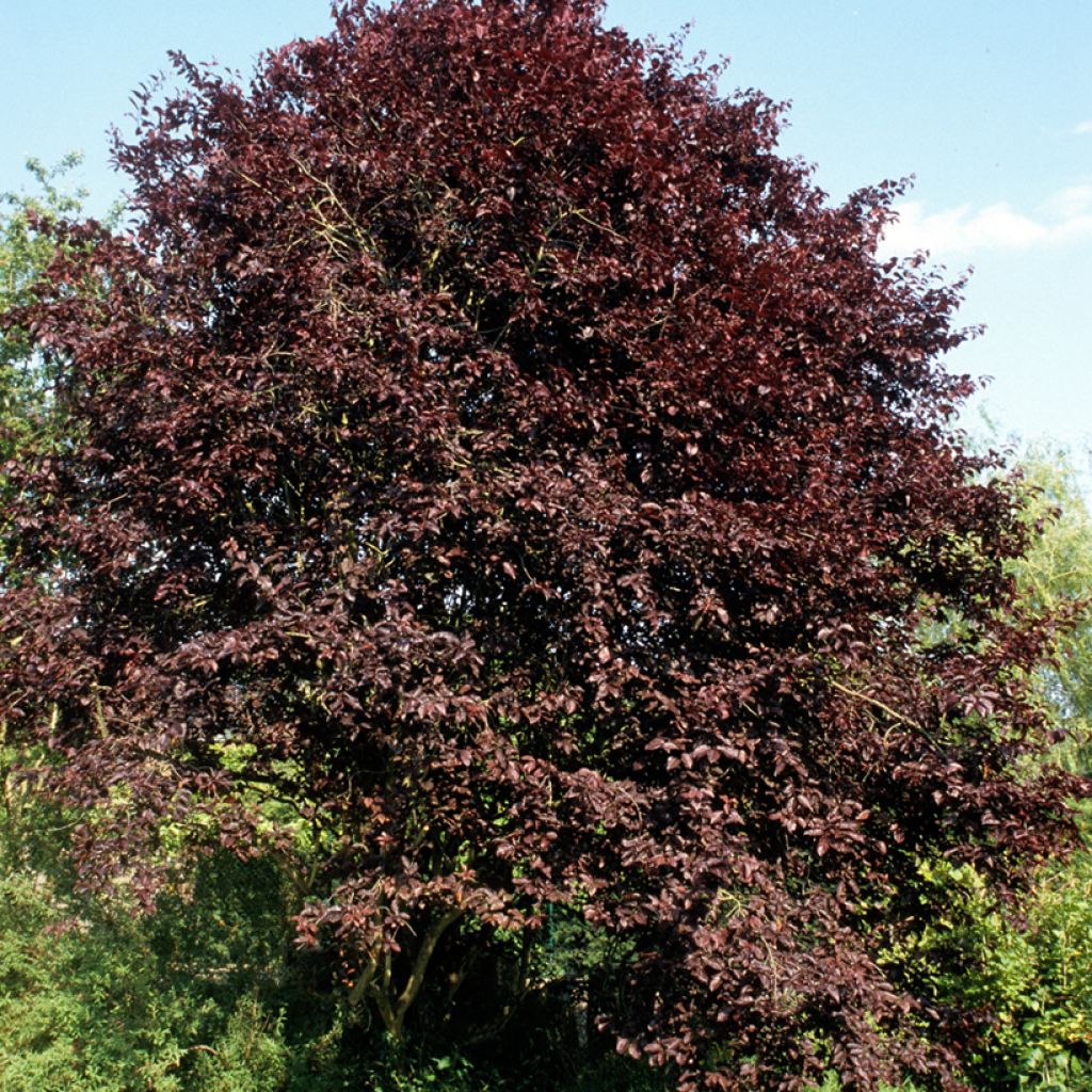 Kirsikkaluumu Nigra
