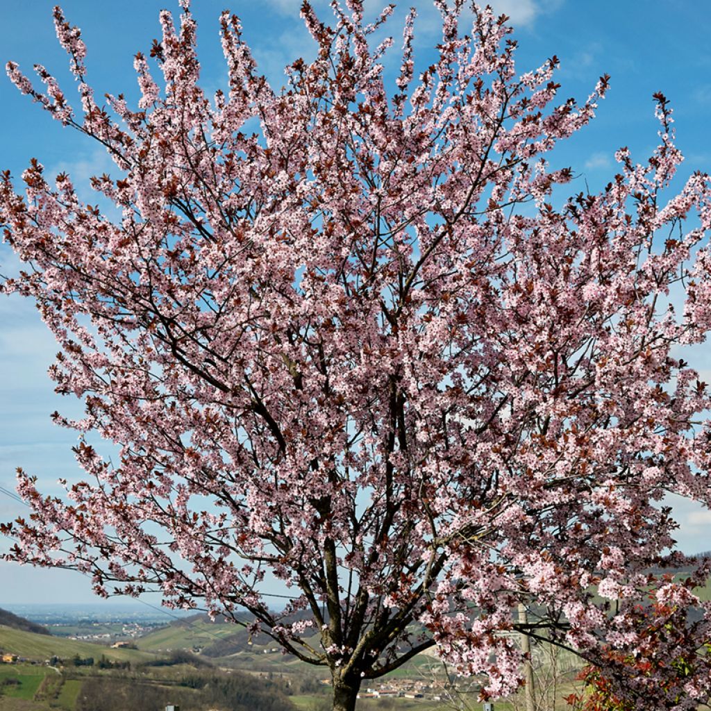 Kirsikkaluumu Nigra