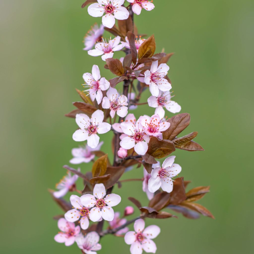 Kirsikkaluumu Nigra