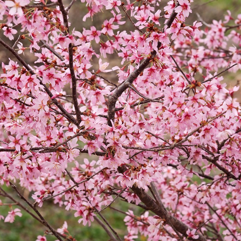 Koristekirsikka Okame