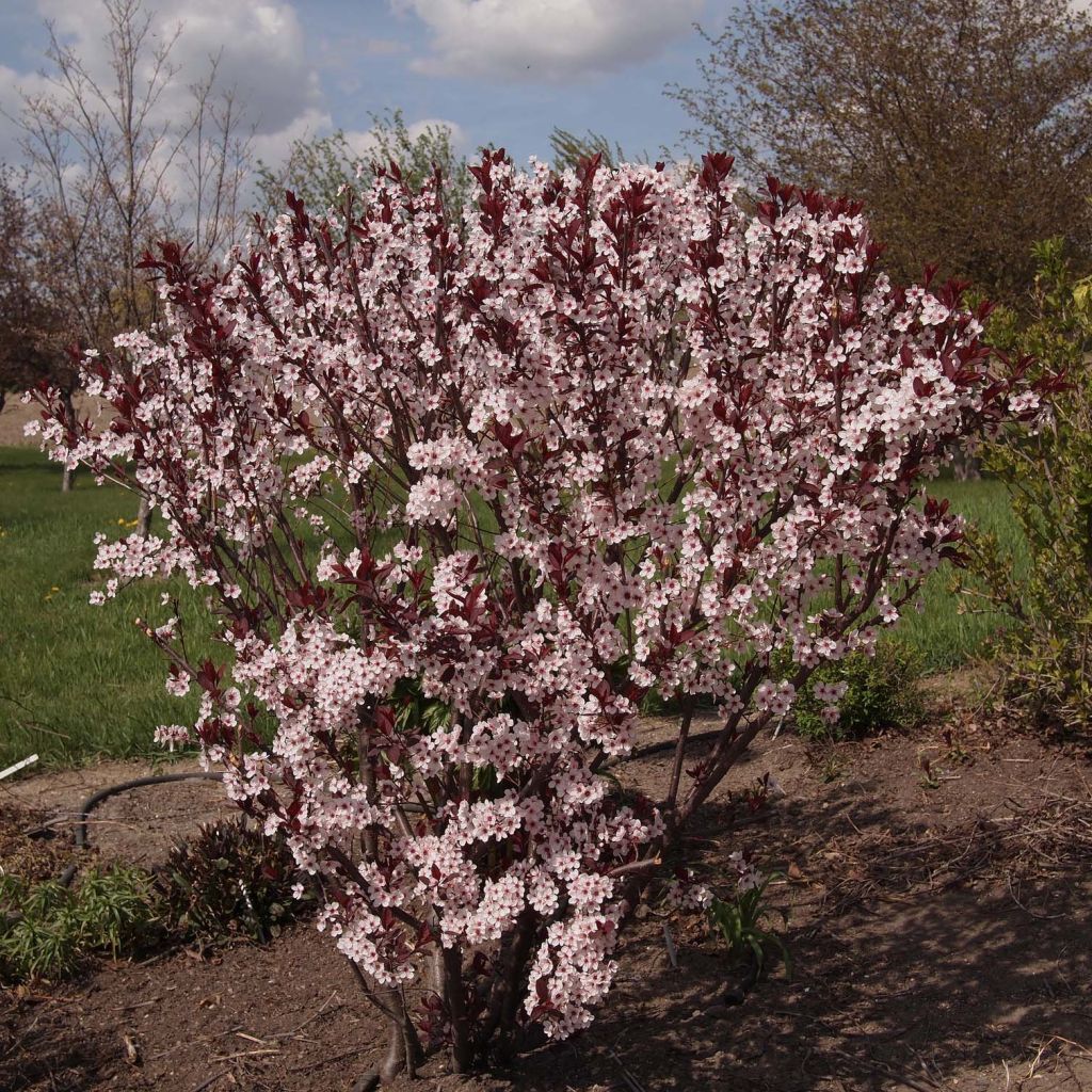 Laakerikirsikka - Prunus x cistena