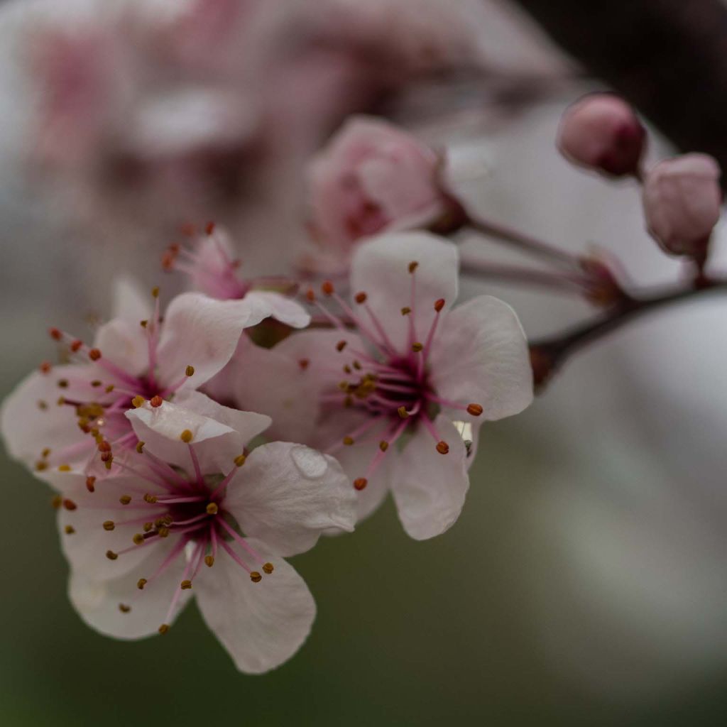 Laakerikirsikka - Prunus x cistena