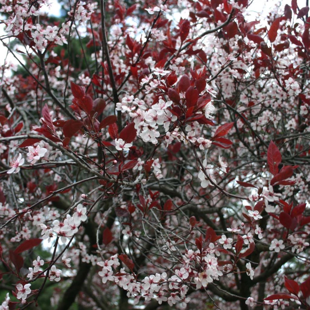 Laakerikirsikka - Prunus x cistena