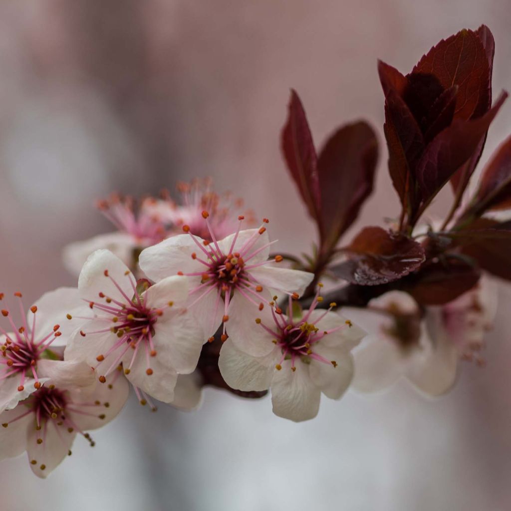 Laakerikirsikka - Prunus x cistena