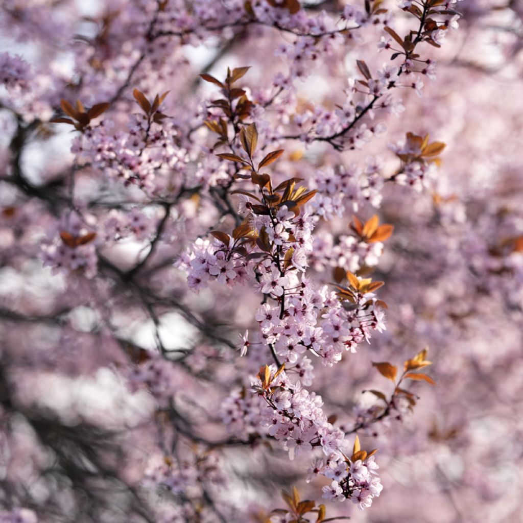 Laakerikirsikka - Prunus x cistena