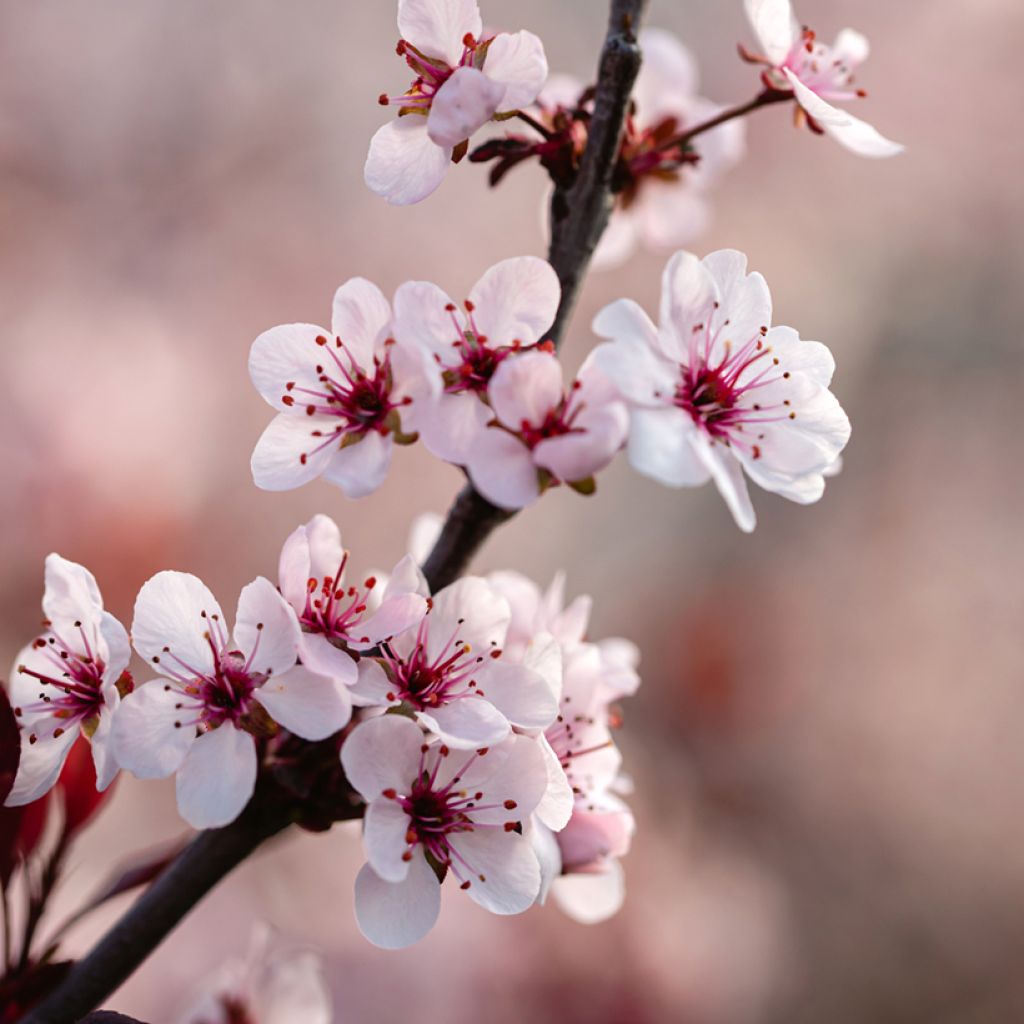 Laakerikirsikka - Prunus x cistena
