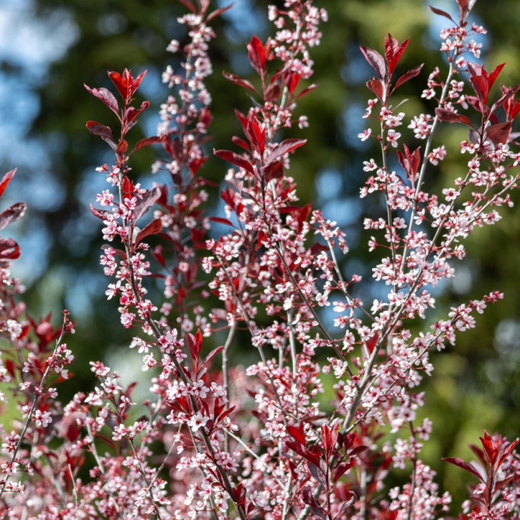Laakerikirsikka - Prunus x cistena