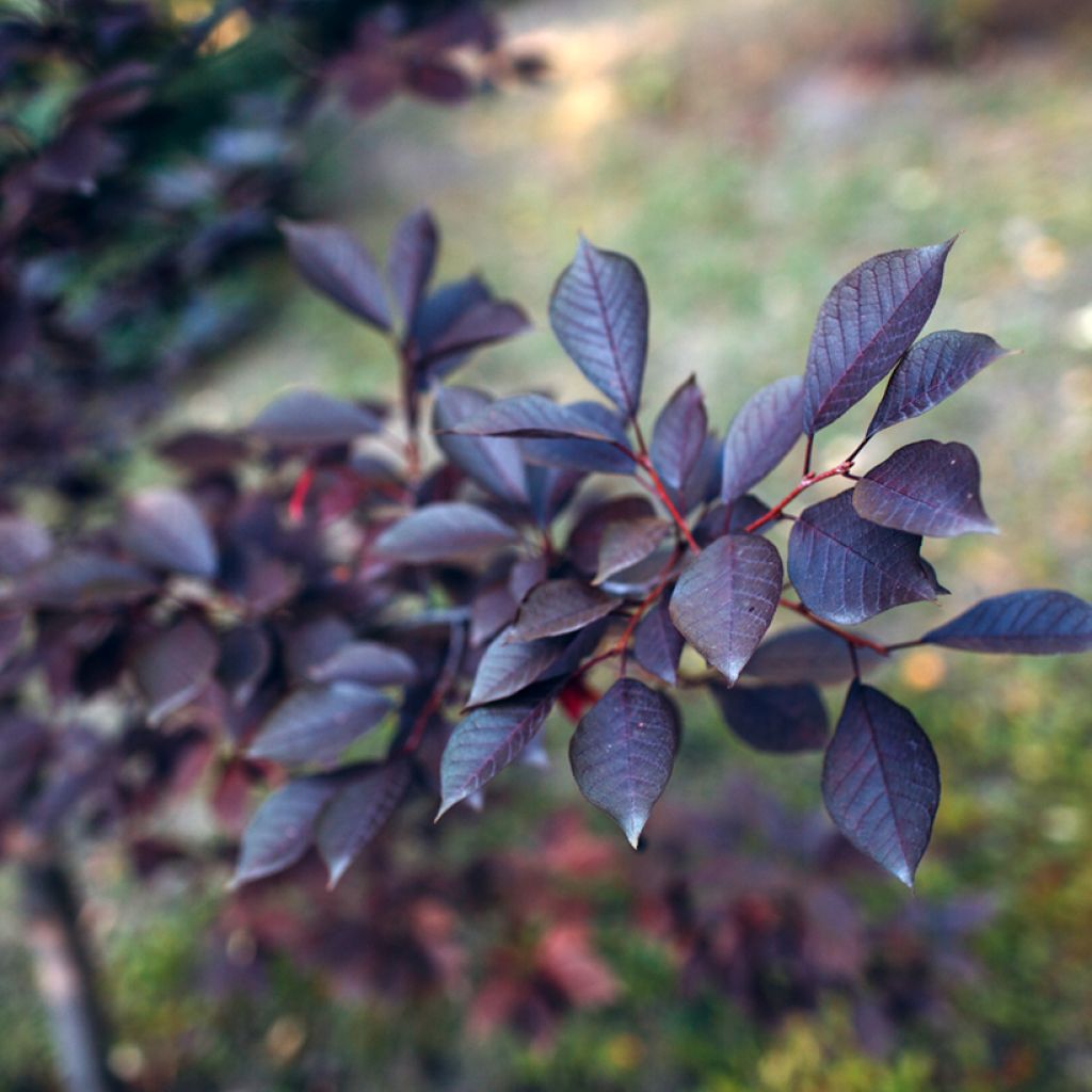Laakerikirsikka - Prunus x cistena