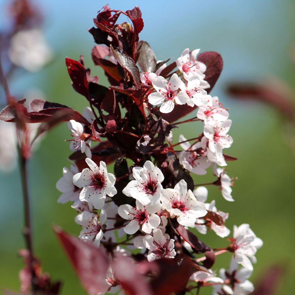 Laakerikirsikka - Prunus x cistena
