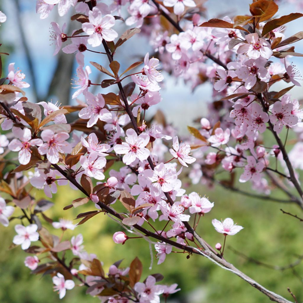 Laakerikirsikka - Prunus x cistena