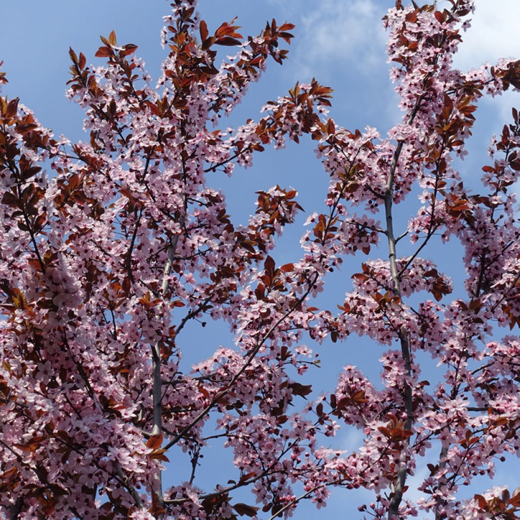 Laakerikirsikka - Prunus x cistena