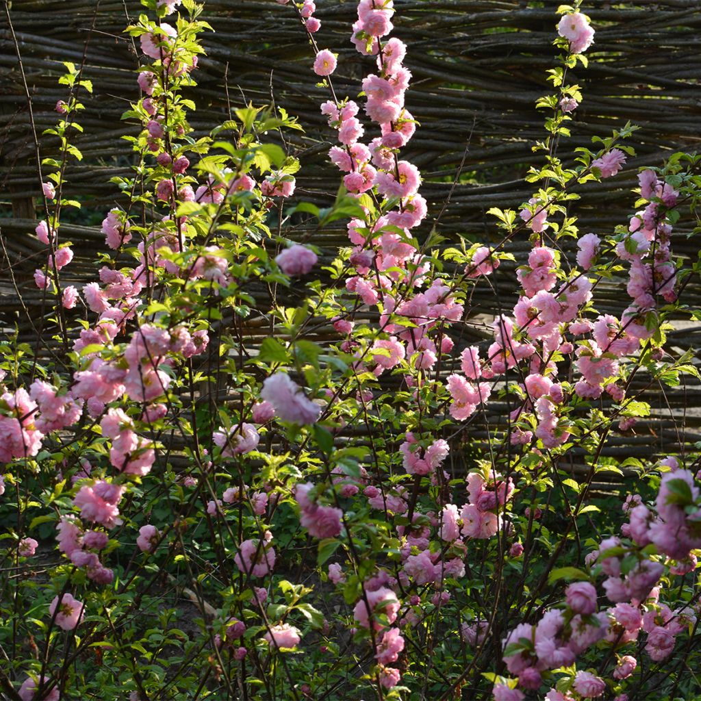 Cerisier à fleurs - Prunus glandulosa Sinensis
