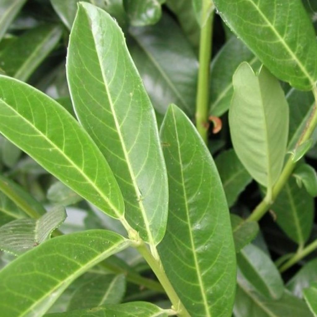 Laakerikirsikka Genolia