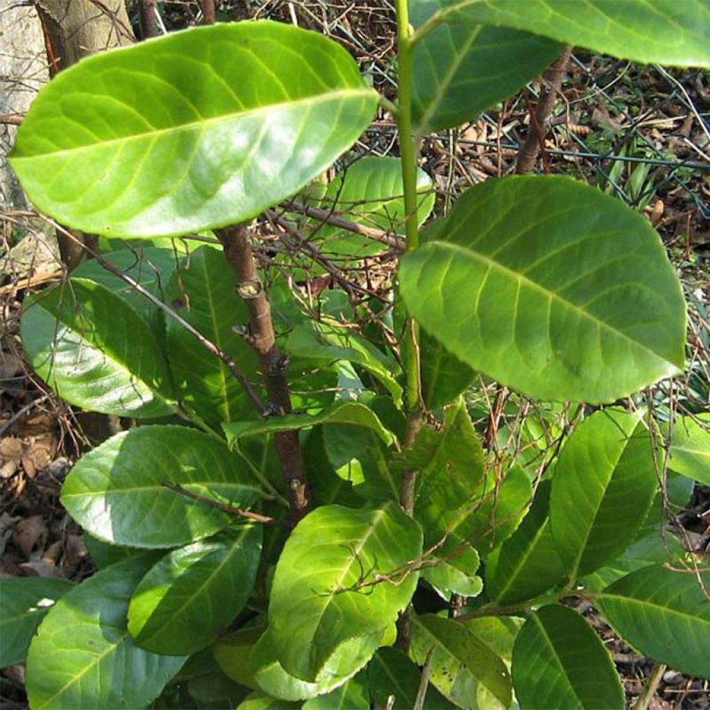 Laakerikirsikka Rotundifolia