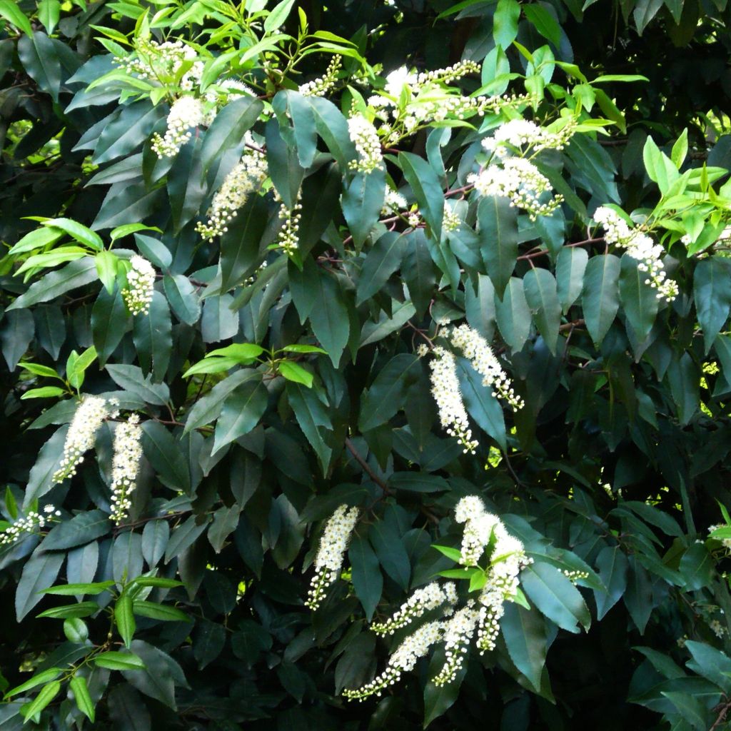 Portugalinlaakerikirsikka - Prunus lusitanica