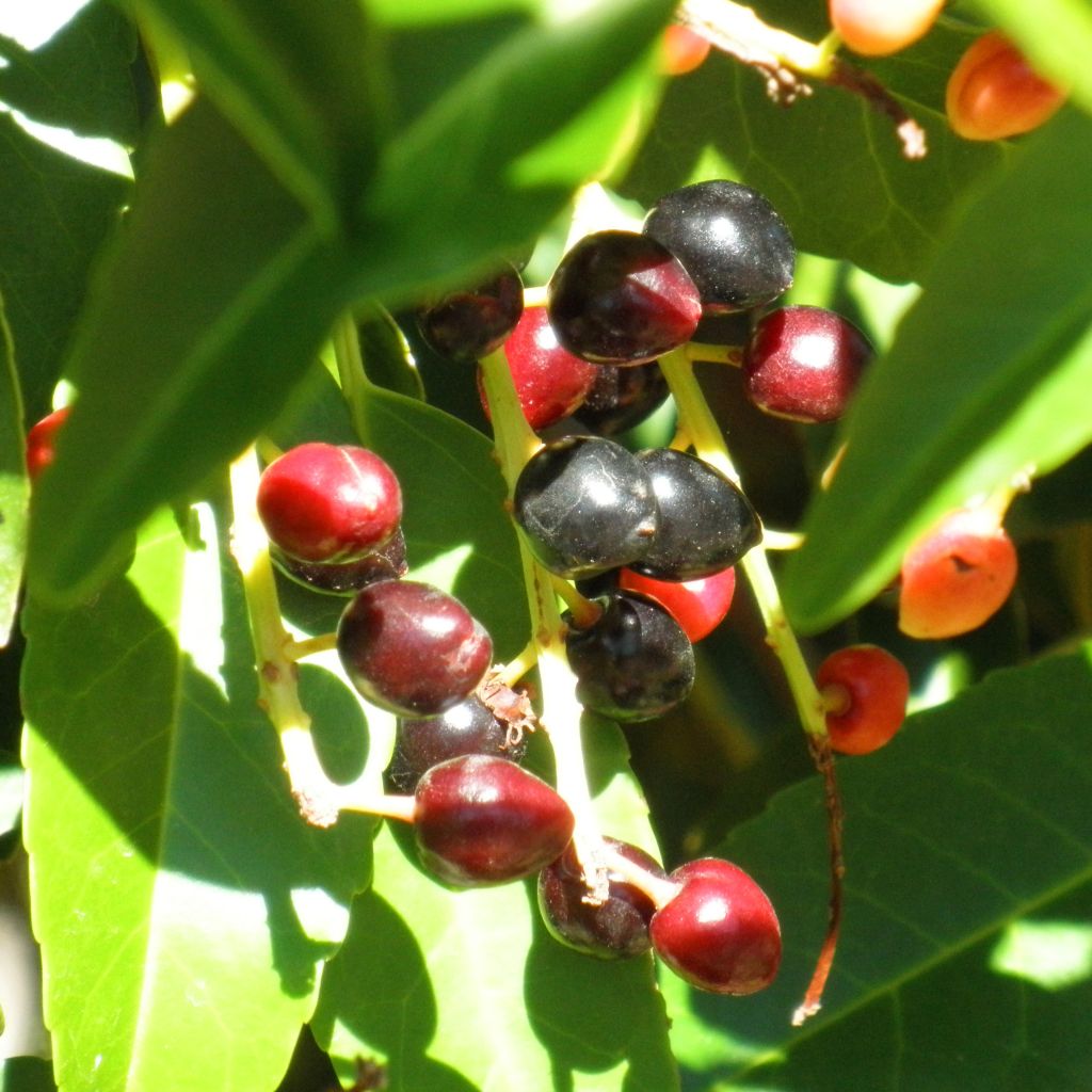 Portugalinlaakerikirsikka - Prunus lusitanica