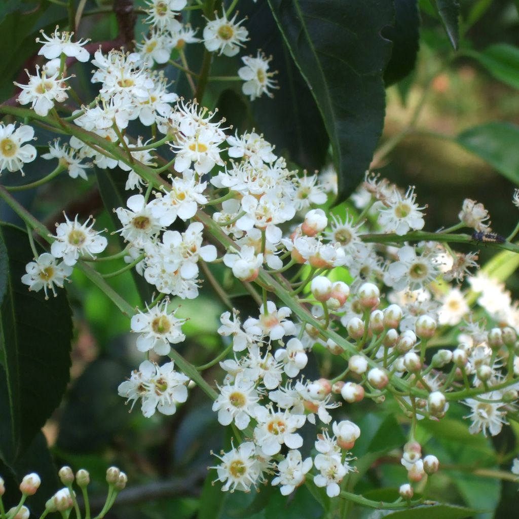 Portugalinlaakerikirsikka - Prunus lusitanica