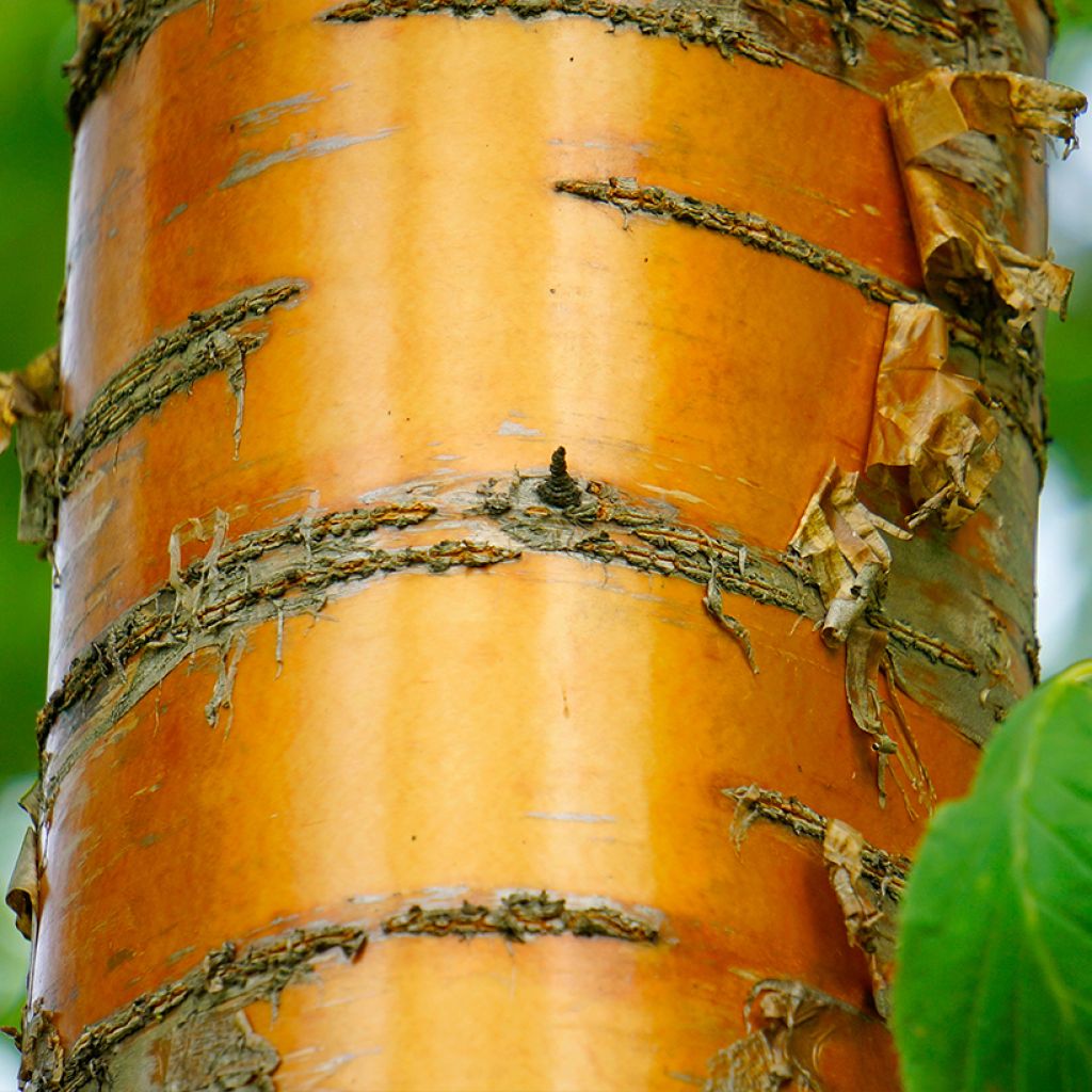 Tuohituomi Amber Beauty