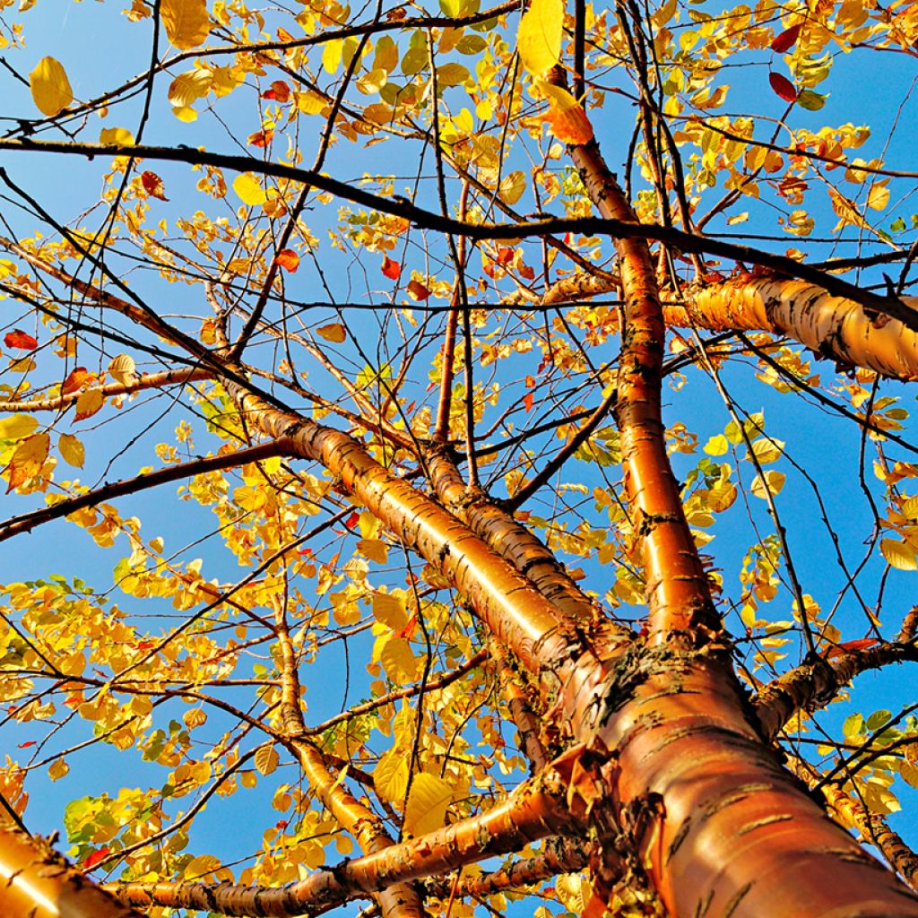 Tuohituomi Amber Beauty