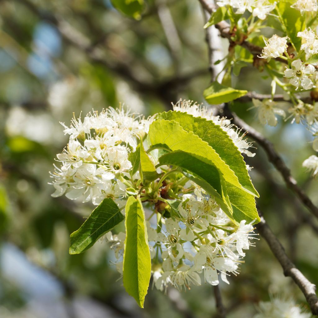 Veikselinkirsikka - Prunus mahaleb