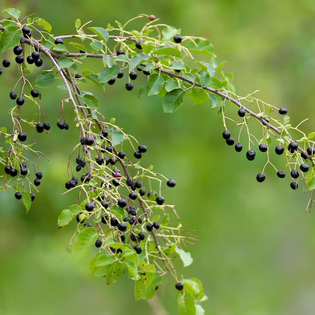Veikselinkirsikka - Prunus mahaleb