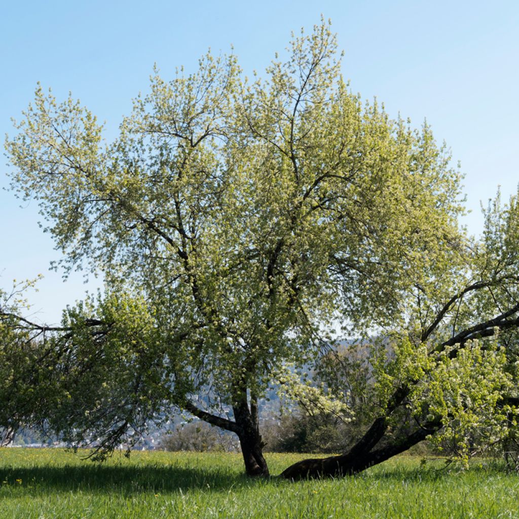 Veikselinkirsikka - Prunus mahaleb