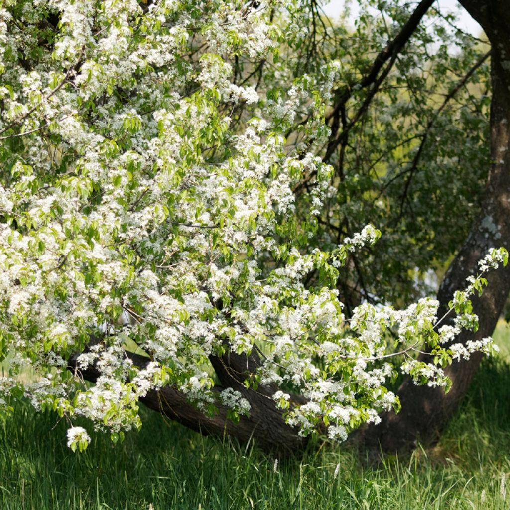 Veikselinkirsikka - Prunus mahaleb